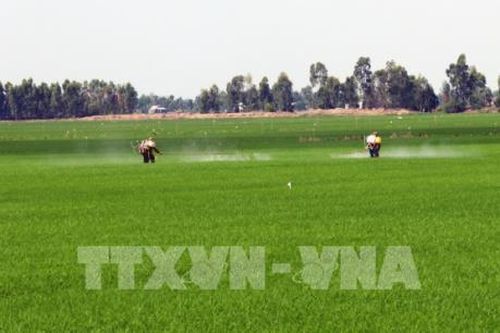 Tiền Giang đảm bảo nước tưới tiêu cho lúa Hè Thu