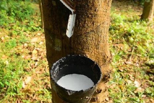 4 tháng đầu năm, xuất khẩu cao su tăng cả lượng và giá trị so cùng kỳ