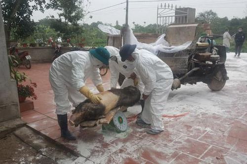 Dịch tả lợn chưa 'thua' chúng ta