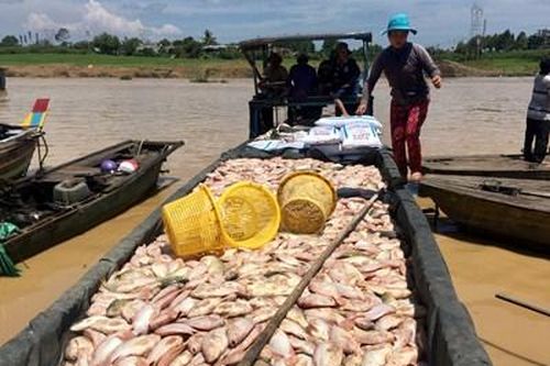 Người nông dân lại khóc ròng vì cá bè chết trắng trên sông La Ngà