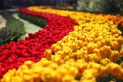 Ngất ngây trước vẻ rực rỡ của rừng hoa trong khu vườn Keukenhof