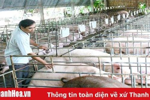 Phát triển chăn nuôi lợn theo chuỗi giá trị, đảm bảo an toàn sinh học và bền vững