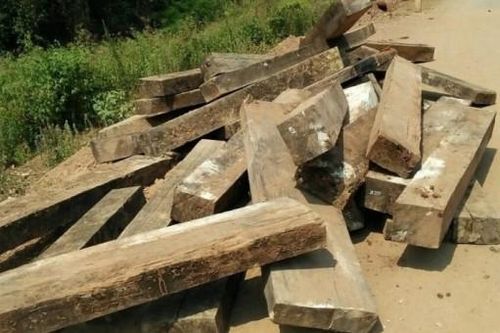 Vụ phá rừng gỗ mun di sản Phong Nha: Khởi tố thêm 6 đối tượng