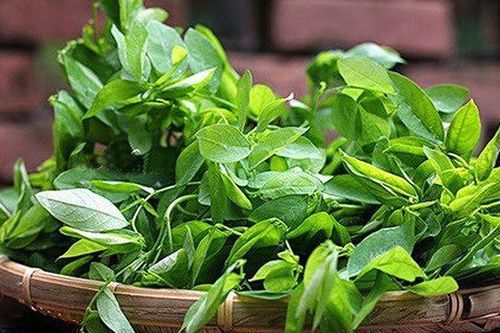 Rau ngót: Có thể gây sảy thai, mất ngủ, còi xương