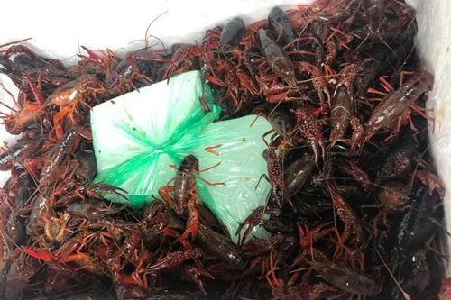 Tôm hùm đất Trung Quốc: Bộ Nông nghiệp cảnh báo, dân buôn vẫn bán tràn lan