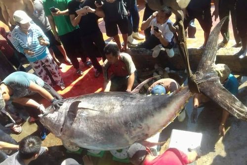 Lần đầu tiên câu được cá ngừ vây vàng nặng gần 400kg