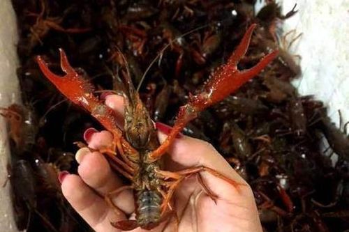Tăng kiểm soát thị trường mặt hàng tôm hùm càng đỏ