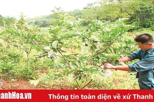 HTX khẳng định vai trò 'bà đỡ' trong sản xuất, kinh doanh trên địa bàn huyện Thạch Thành