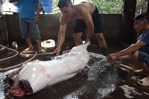 Đồng Nai: Ngang nhiên giết mổ heo dơ bẩn