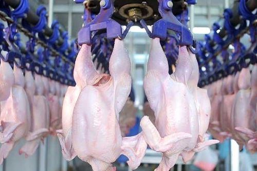 Dây chuyền sơ chế gà công nghiệp hiện đại ở nước ngoài