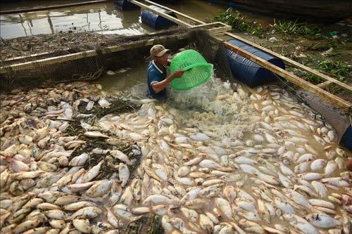 Gần 1.000 tấn cá chết trắng bè trên sông La Ngà, Đồng Nai