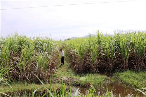 Giá thu mua mía thấp kỷ lục, nông dân Tây Ninh lỗ tiền tỷ
