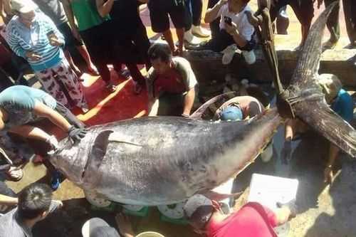 Ngư dân Khánh Hòa câu được cá ngừ vây vàng nặng gần 400kg