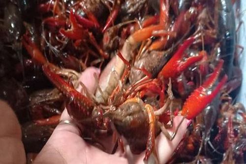 Tôm hùm đất càng đỏ nguy hại như thế nào?