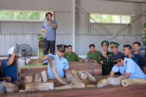 Tăng cường hành động nhằm giảm thiểu vi phạm về động vật hoang dã