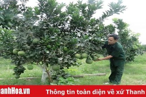 Xã Xuân Thành có 50 ha cây ăn quả sản xuất theo tiêu chuẩn VietGap
