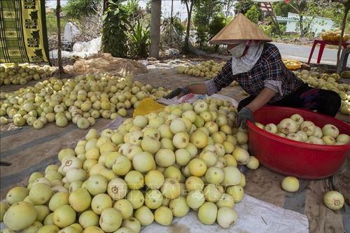 Nông dân Kiên Giang lãi cao nhờ dưa lê được giá