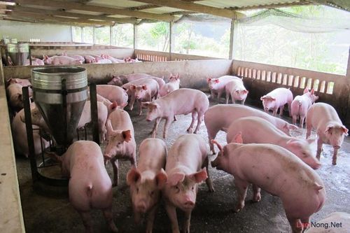 Giúp nông dân ổn định chăn nuôi