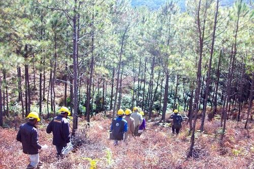 Nâng tỷ lệ che phủ rừng Tây Nguyên lên 49,2% vào năm 2030