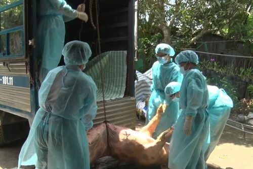 Dịch tả heo châu Phi: 'Triệt nọc' ổ đầu tiên tại Kiên Giang