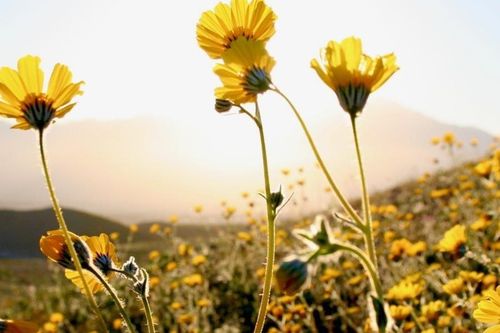 Tử vi ngày 26/5/2019: Tuổi Sửu xu hướng liều lĩnh, tuổi Hợi bất đồng bao quanh