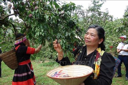 Rộn ràng Ngày hội hái quả vùng mận Mộc Châu