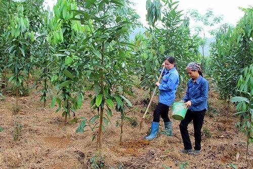 Hỗ trợ đồng bào DTTS phát triển kinh tế hộ