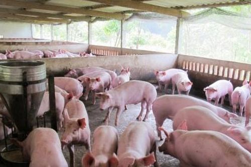 Hà Nội: Không tái đàn lợn nuôi khi dịch tả lợn Châu Phi đang diễn biến phức tạp