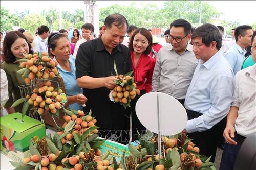 Khai mạc Ngày hội vải thiều Thanh Hà năm 2019