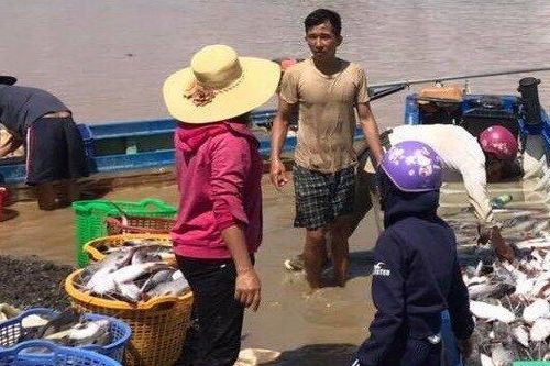 Chính thức xác định nguyên nhân 1.000 tấn cá bè chết trắng sông La Ngà