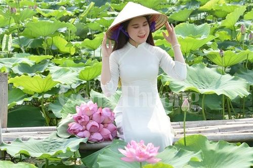 Ngọt ngào sắc hương sen Hồ Tây Hà Nội