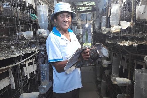 Cựu binh và đàn bồ câu lai Pháp