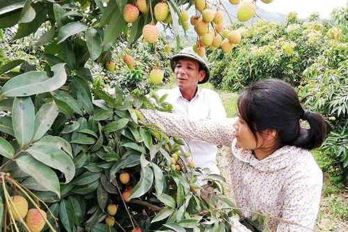Vải Việt Nam 'vui' vì vải Trung Quốc mất mùa, giá cao