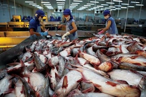 Trung Quốc miễn thuế, xuất khẩu cá tra khởi sắc