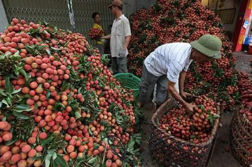 Dự báo vải thiều Việt Nam sẽ được giá tại thị trường Trung Quốc