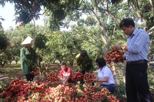 150.000 tấn vải thiều Bắc Giang chất lượng cao được bán ở trong và ngoài nước