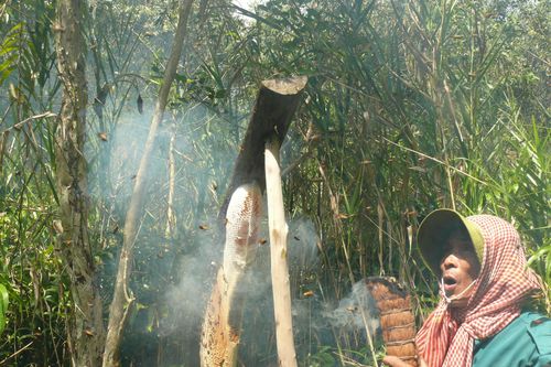 Gác kèo ong sẽ được trình vào danh mục di sản văn hóa phi vật thể Quốc gia