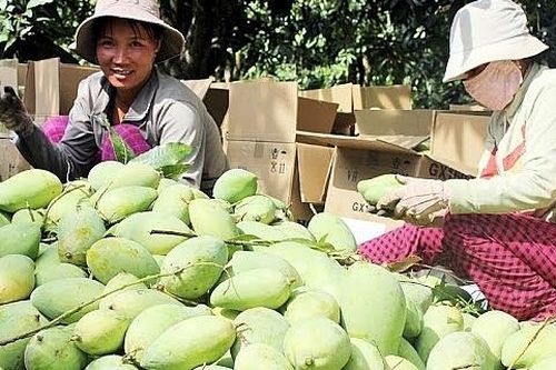 Đồng Tháp tìm hướng xuất khẩu vào Đông Âu