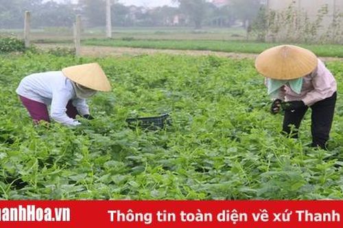 Huyện Vĩnh Lộc: Hình thành 5 vùng sản xuất nông nghiệp tập trung