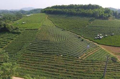 Nâng giá trị chè Sông Cầu