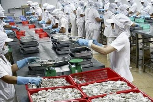 Xuất khẩu mực, bạch tuộc sang thị trường Hàn Quốc tăng trưởng mạnh