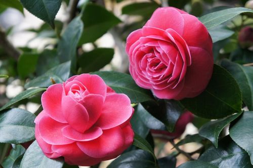 Tử vi ngày 4/6/2019: Tuổi Ngọ cơ hội sinh lộc, tuổi Hợi dễ vướng thị phi