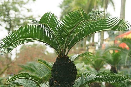 Những loại cây cảnh có độc bạn không ngờ tới