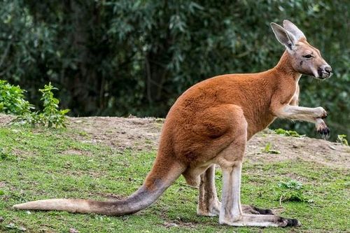 Màn đấu boxing cực hài hước giữa Kangaroo và người đàn ông