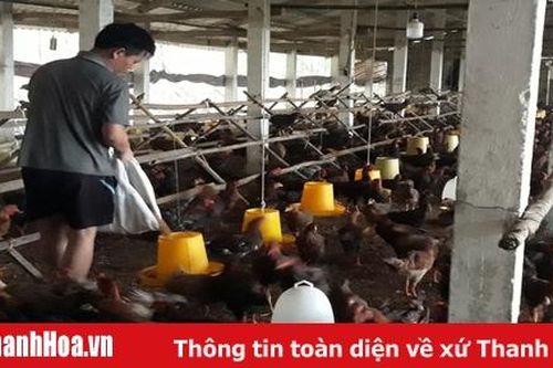 Huyện Như Xuân phát triển chăn nuôi theo hướng trang trại