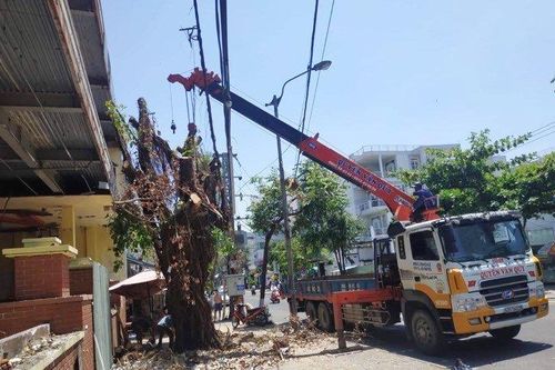 Nhóm người ngang nhiên triệt hạ cây cổ thụ trên phố Đà Nẵng