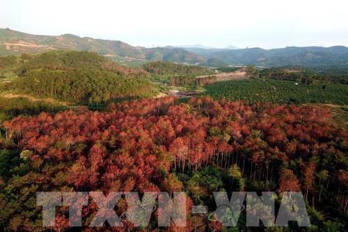 Phát hiện kịp thời, cứu được hàng trăm cây thông bị hạ độc tại Lâm Đồng
