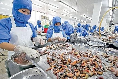 VKFTA tạo động lực xuất khẩu tôm sang Hàn Quốc