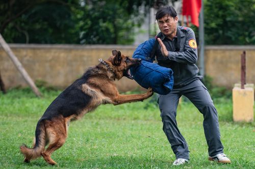 Bế mạc hội thi chó nghiệp vụ công an nhân dân