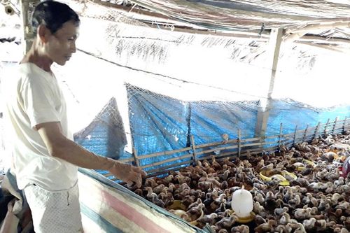 Trang trại gà trên vùng cát trắng